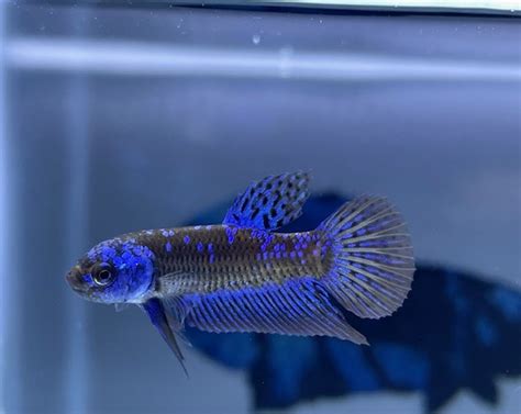 imported premium grade male betta fish|Premium Imported Betta Fish – Rare Betta Fish Store.